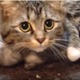 【動画】子猫を必死で守る母猫 画像