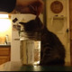 【動画】水を飲む姿勢で寝てしまった子猫 画像