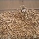 【動画】枯れ葉の山に突撃！大はしゃぎのワンコ 画像