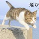 『飛び猫』写真展が開催！「春の飛び猫写真展　全国巡回」栃木・福島・京都の3都市で！ 画像