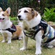【ワンコとお出かけ Vol.12】ハーネス（胴輪）について考えてみた 画像