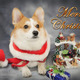 【ワンコとお出かけ Vol.28】ワンコをモデルに、自宅でクリスマス用画像を作ってみた 画像