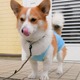 【ワンコとお出かけ　Vol.30】いよいよ去勢手術、ということで初めてのエリザベス服を試してみた 画像