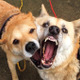 雑種犬二匹の「じゃれ愛」を集めた写真集『がくこ』が発売 画像
