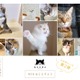 今度のテーマは“奇跡の一枚”！ねこ写真展「ねこにすと」ウェブ版、第2弾が開催中 画像