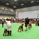 日本最大規模のドッグショーが大阪で開催 画像