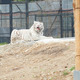 ホワイトライオンのライブ映像をWeb会議に“招待”！テレワークに癒し＆動物園応援企画 画像