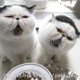 「ねこ休み展」秋の新作展が名古屋で17日から開催 画像