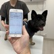 犬・猫の症状を早期発見！家庭向け医療用生体モニター開発の共同研究がスタート 画像