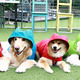 雨天散歩する愛犬写真をインスタに！デロリアンズが「楽しい雨の日散歩」キャンペーンを実施 画像