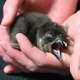 京都水族館でかわいいケープペンギンの赤ちゃんが誕生 画像