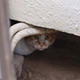 “隙間”に隠れた可愛い猫の写真を集めたコンテスト 画像