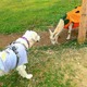 那須千本松牧場、ドッグラン移設でさらに快適に！GWのおでかけは愛犬と一緒に 画像