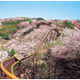 お花見＋アトラクションが楽しい！　期間限定の“お花見遊園地” 画像