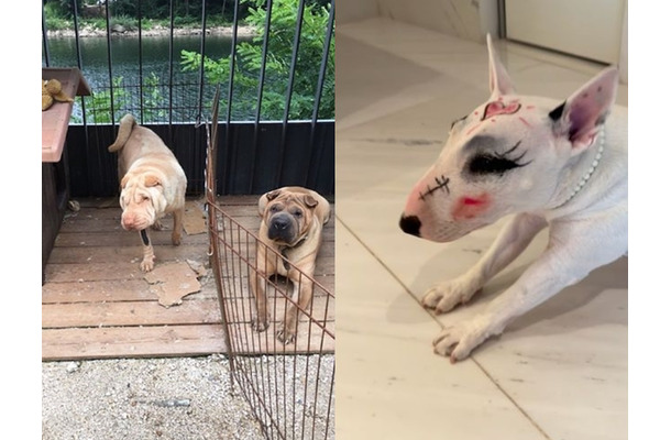 愛犬の顔に“落書き”で批判されるも…韓国スターの動物虐待疑惑、いつも後味悪く終わるワケ