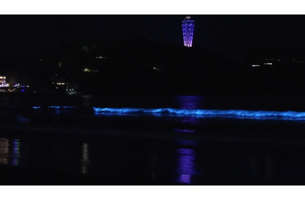 画像は新江ノ島水族館公式Xより（掲載許可をもらっています）