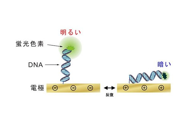 DNAの動作の可視化