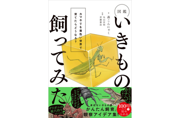 『図鑑いきもの飼ってみた カマキリを黄色い世界で育てたらどうなる？』（KADOKAWA）