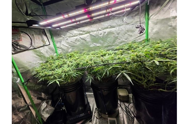 薬物汚染が深刻な韓国、住宅街に“大麻農場”　ヒップホップ歌手ら12人起訴
