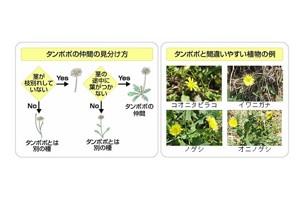 タンポポの見分け方