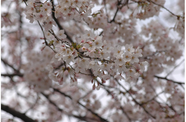 都内の桜（2010年）