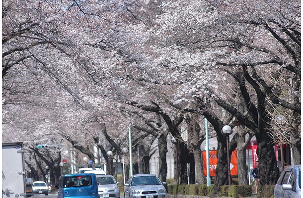 国立市の桜