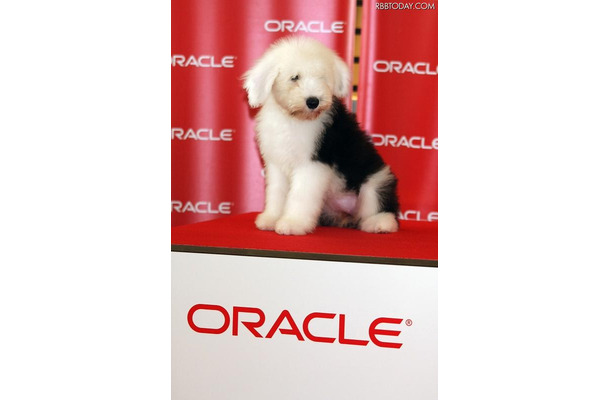 今度はFacrbookを開設した日本オラクルの“社員犬”「キャンディ」