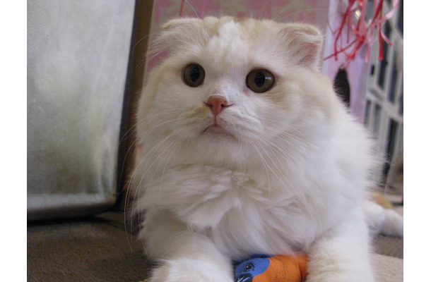 ニコニコ生放送「にゃんこの城～ネコがカワイイ！100の理由～」