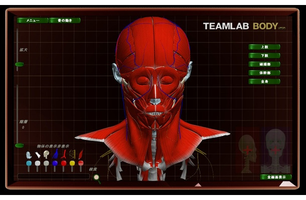 頭頂部の3Dビュー