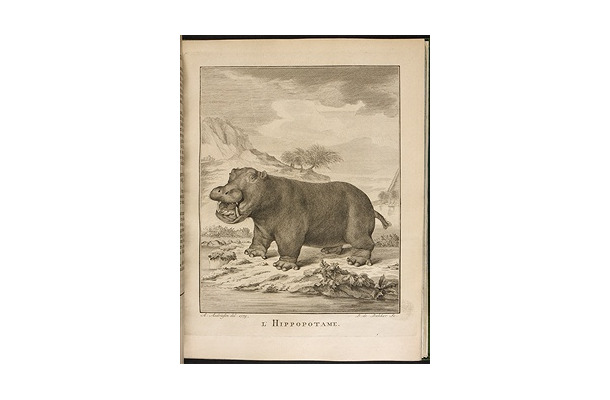 1700年代発刊のビュフォンの「The Natural History of the Hippopotamusor River horse」