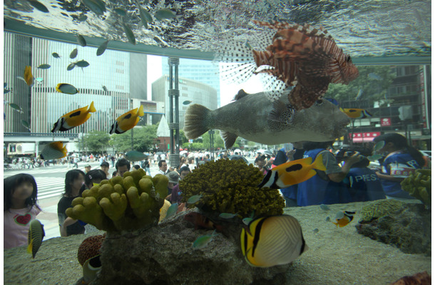 Sony Aquarium