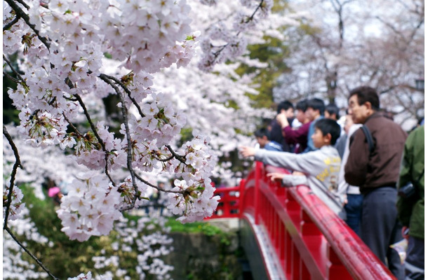 花見（イメージ）