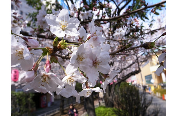 すっかり満開となった桜