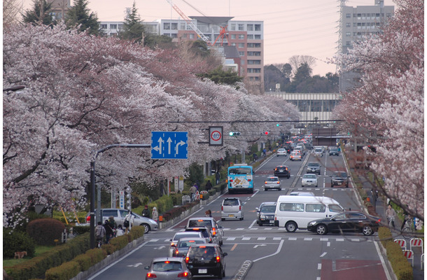 国立市の桜