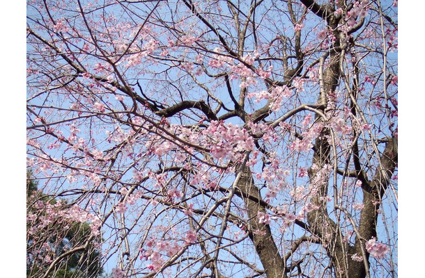 桜の木の下には…（明るいうちに撮影）