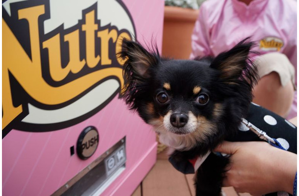 小型犬専用 の自動販売機 ららぽーと豊洲に登場 ワンちゃん達の反応は Rbb Today