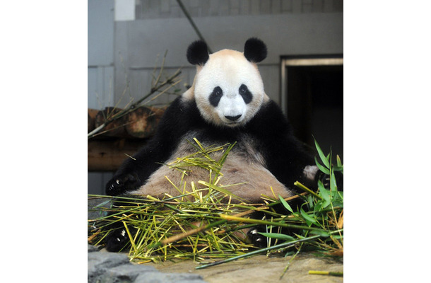 上野動物園のジャイアントパンダ「シンシン」