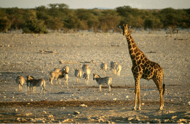 『野生の楽園』エトシャ：アフリカの荒々しい大自然
