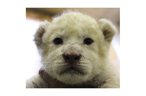 ホワイトライオンの赤ちゃんの名前大募集 伊豆アニマルキングダム Rbb Today