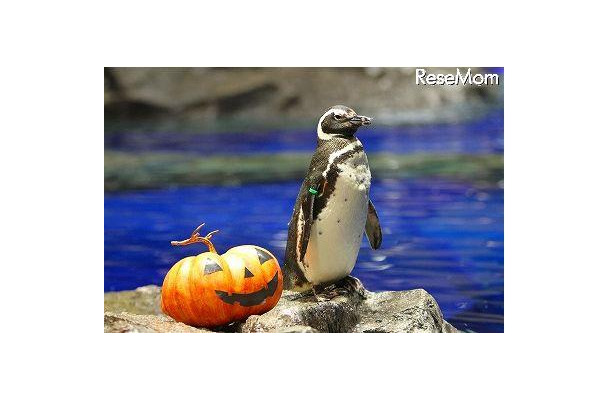 おさかなハロウィンinすみだ水族館