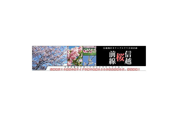 ＠NetHome、信越地区の花見どころをライブ中継する「信越桜前線」