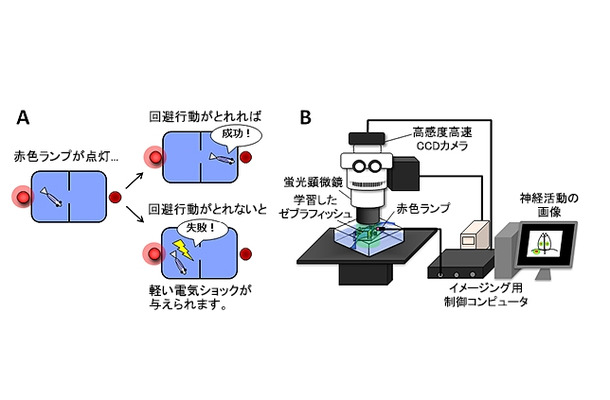 今回考案した回避行動を学習させる仕組み