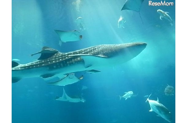 沖縄美ら海水族館