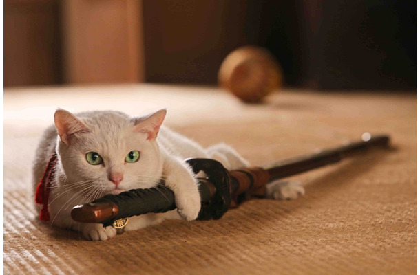 「猫侍」に登場する白猫・玉之丞