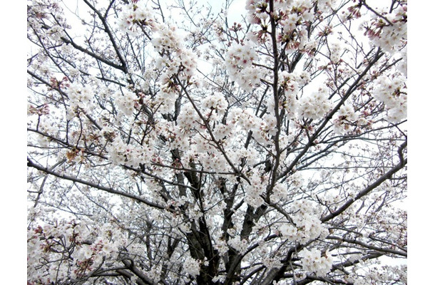 桜（2013年、満開時の様子）