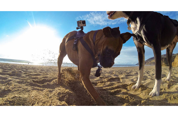 犬の視点でダイナミックな映像が撮影できる