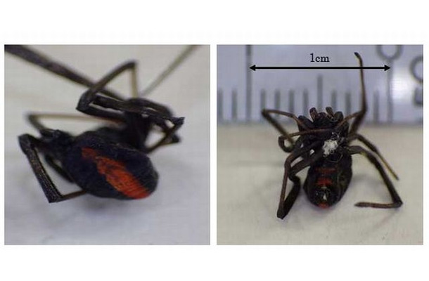 都内で発見されたセアカゴケグモ