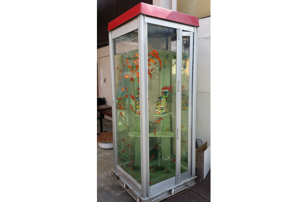 奈良県・大和郡山の商店街にある電話ボックス。金魚が約60匹泳いでいる