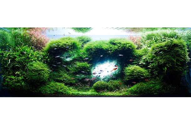 Beautiful Aquascape