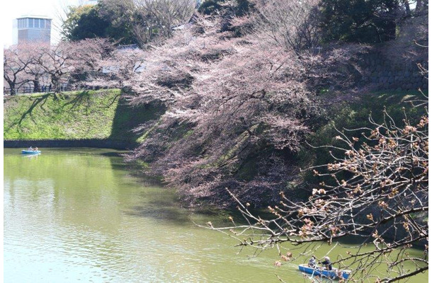 千鳥ヶ淵緑道の桜